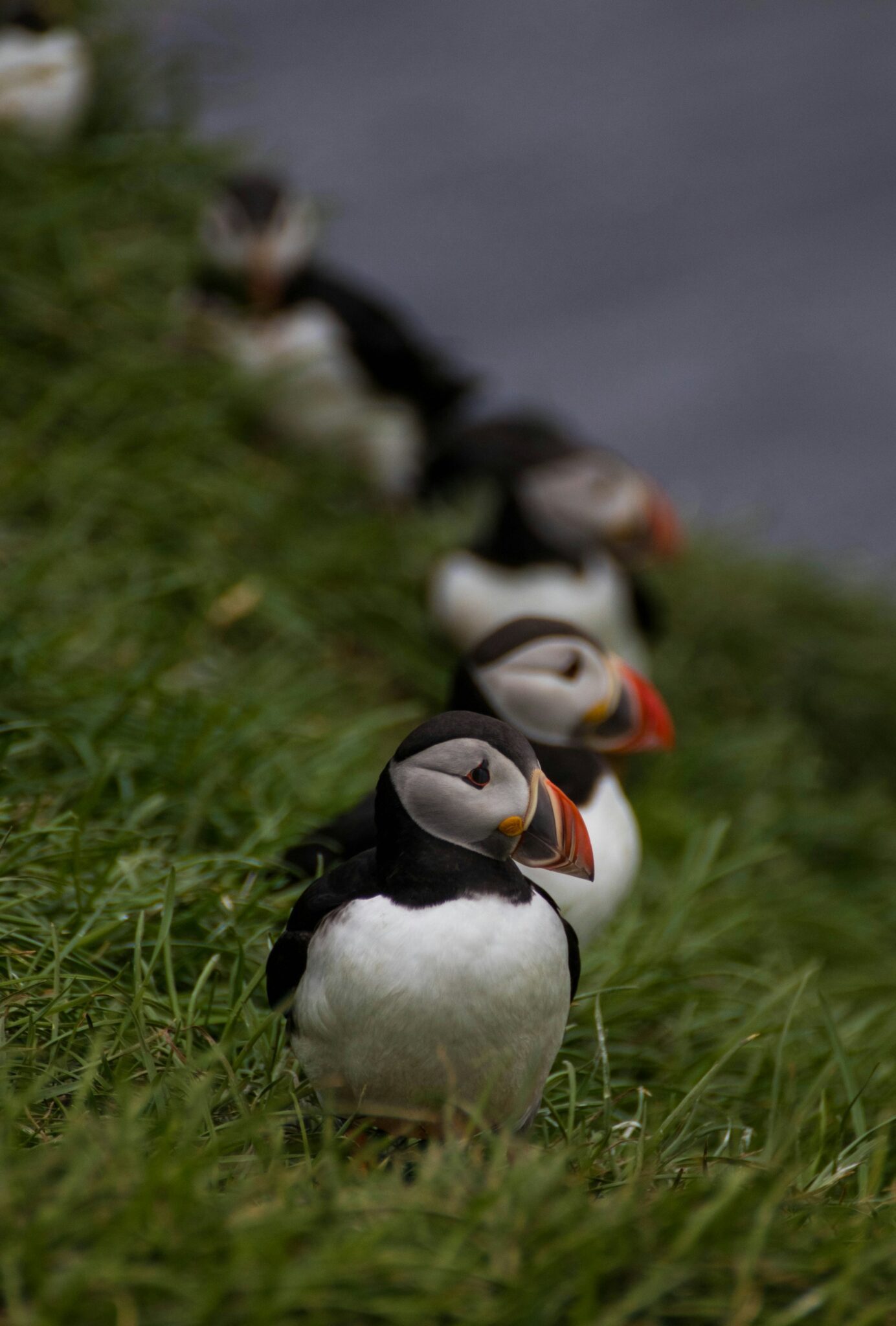 puffins on isle of skye