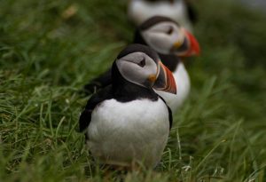 puffins on isle of skye