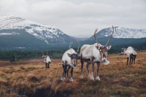 reindeer in the highlands on grass