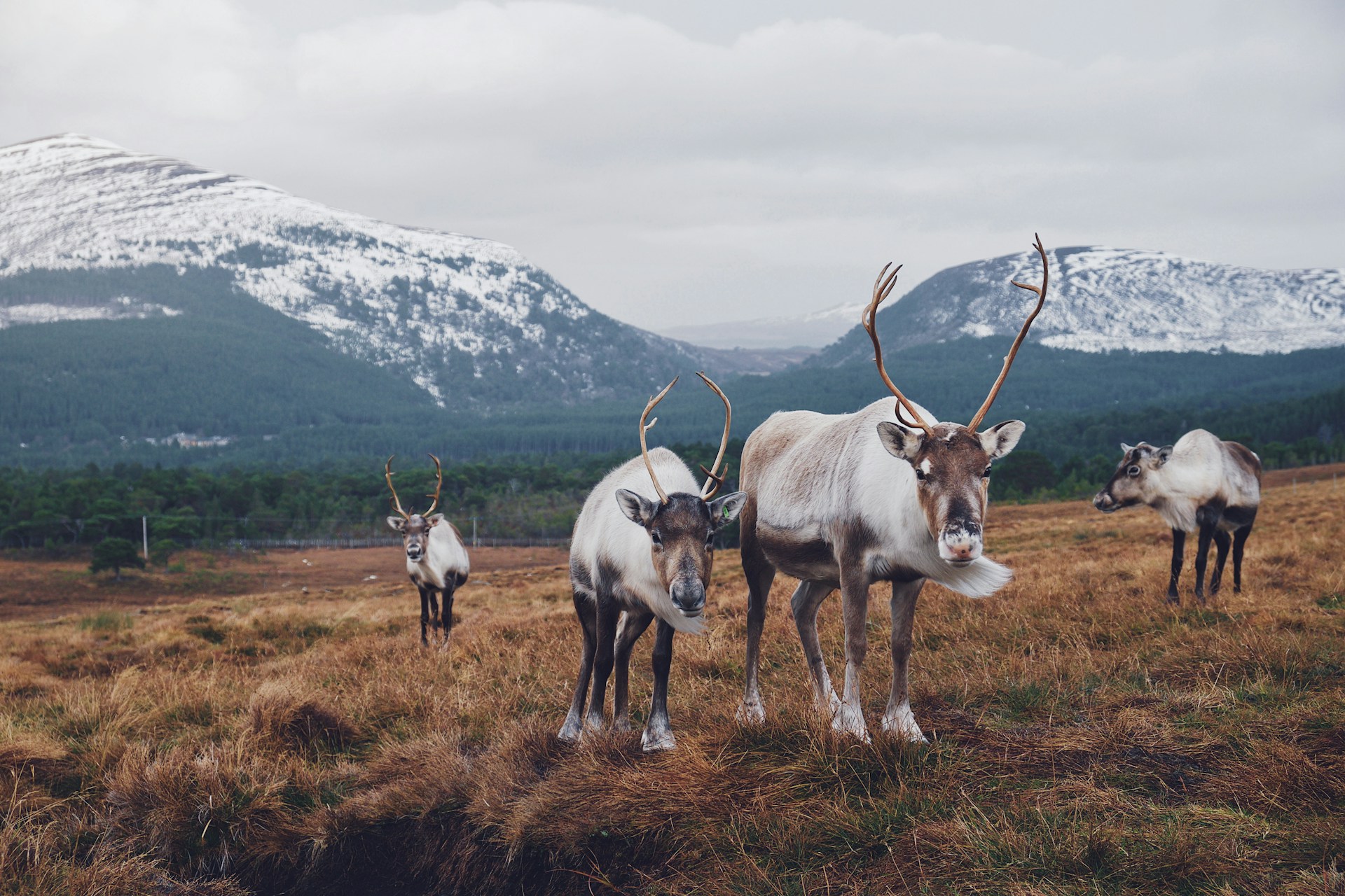 reindeer in the highlands on grass