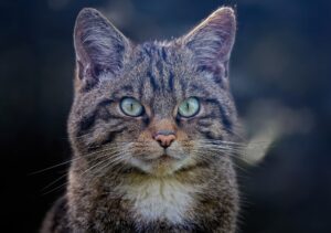 wild cat native to Scotland