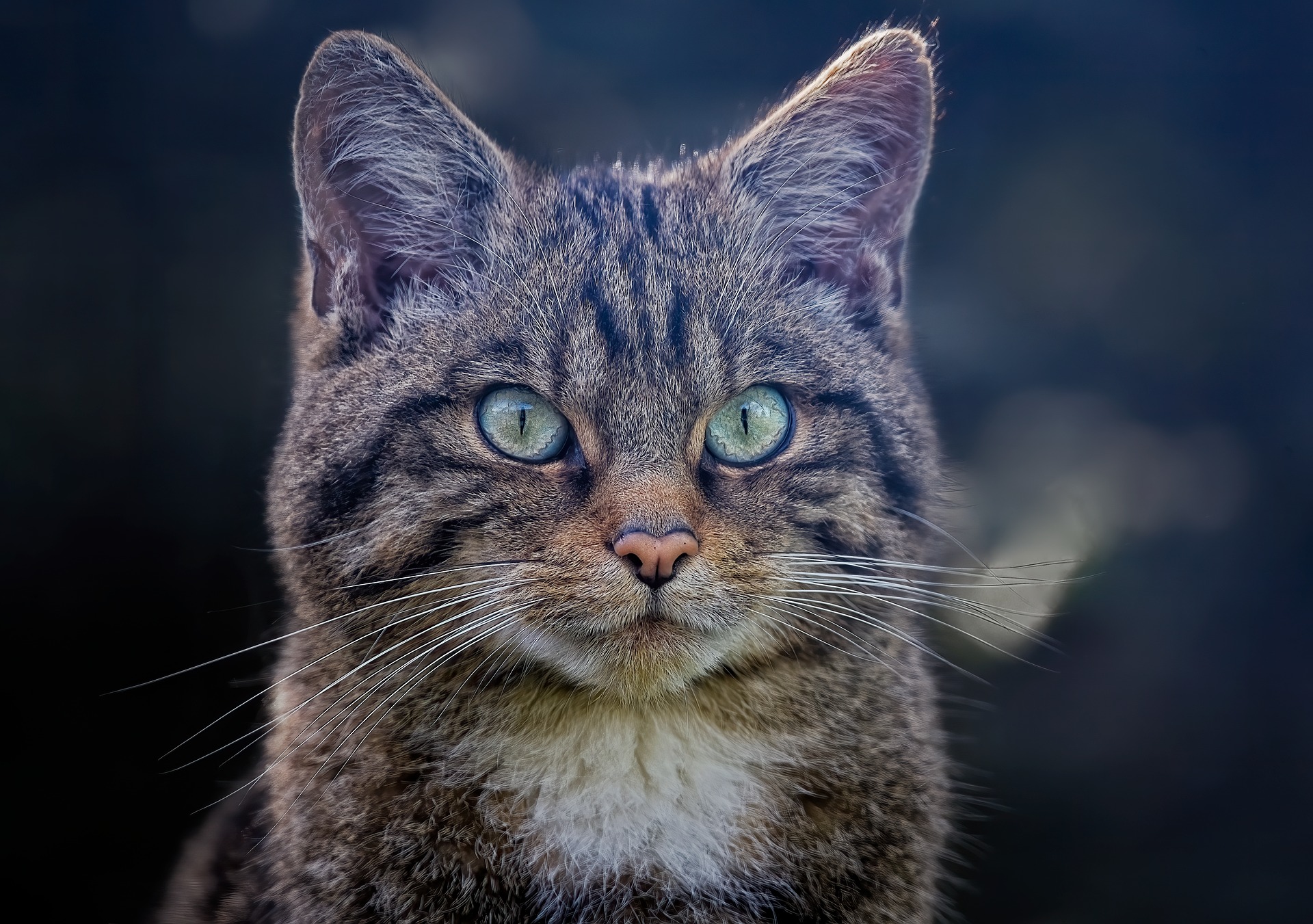 wild cat native to Scotland