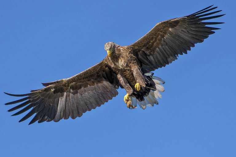 Scottish golden eagle