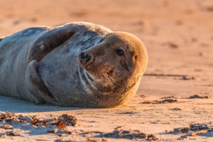 grey seal on beach