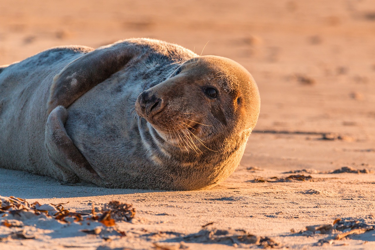 grey seal on beach