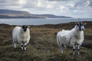 Sheep on grass next to water