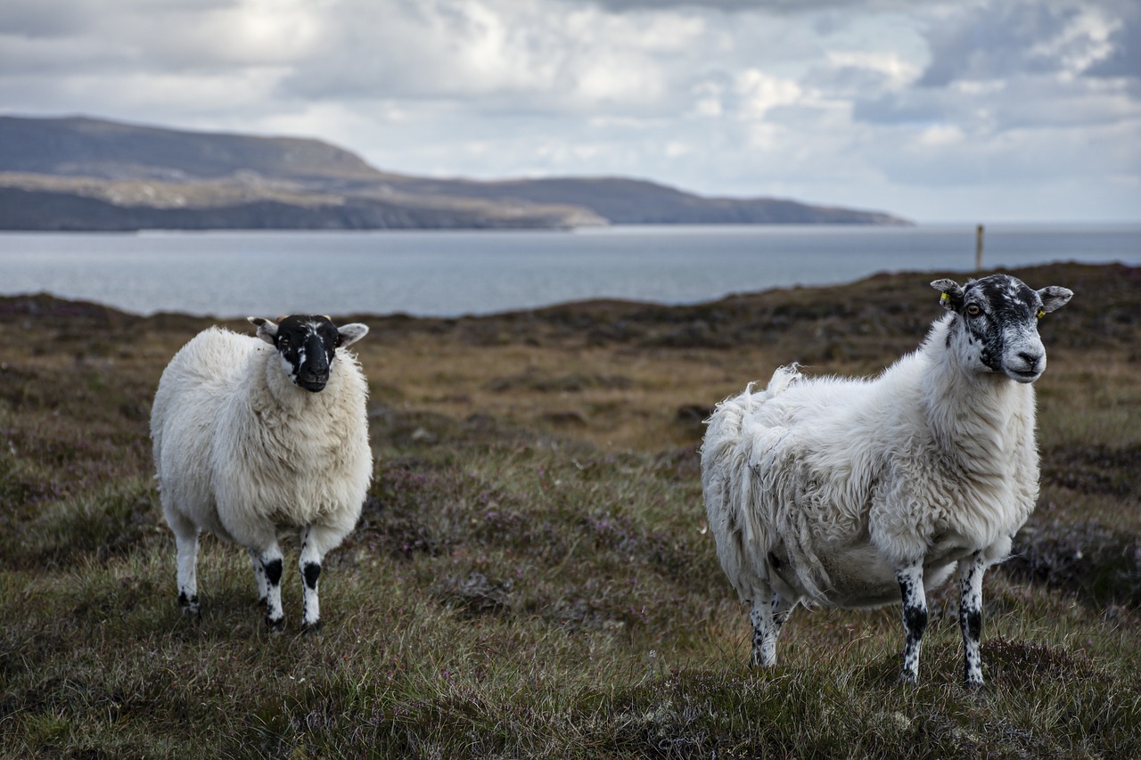 Sheep on grass next to water