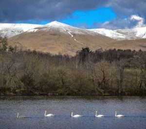 5 swans on water with a beautiful backdrop of snow topped hills against a cloudy blue winter sky